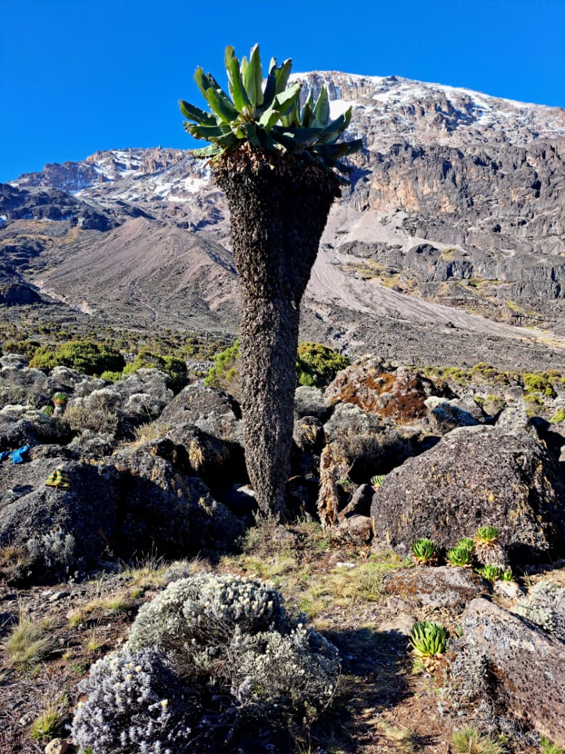 Shira Plateau